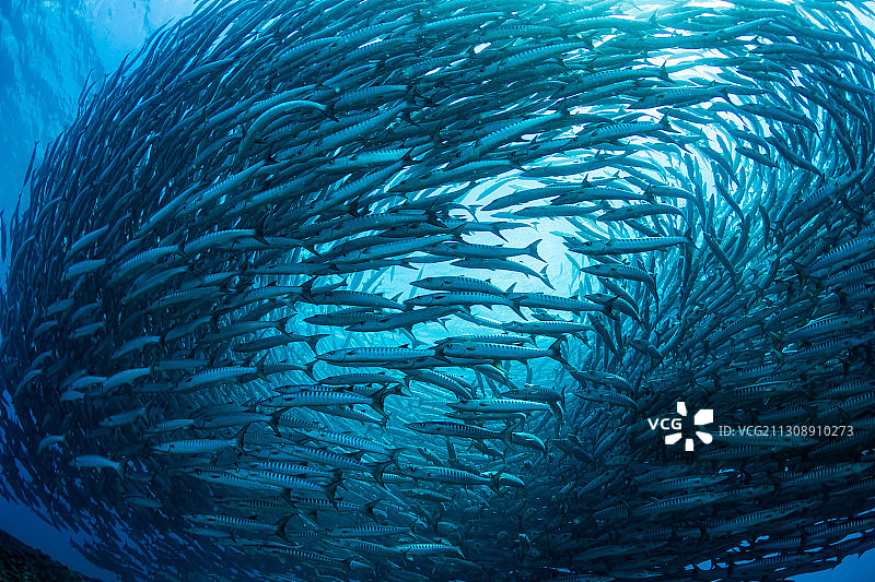 热带梭鱼在海里游泳的特写图片素材