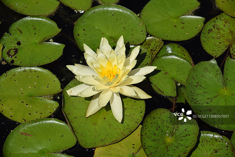 近景荷花睡莲在湖，芝加哥植物园，美国，美国图片素材