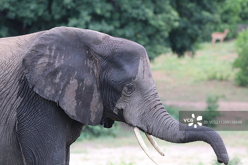 侧面的非洲象站在场地上，丘比国家公园，博茨瓦纳图片素材