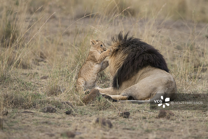 年轻的狮子,肯尼亚图片素材