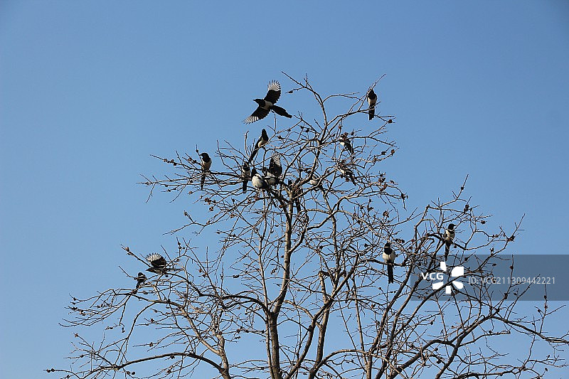喜鹊满枝头  冬日风景美图片素材