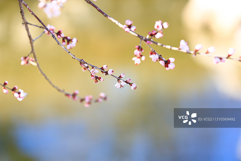 春分节气北京植物园的山桃花绽放图片素材