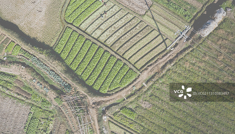 Y字形的路线分割着田野，横的竖的绿色平行线填充了田野图片素材