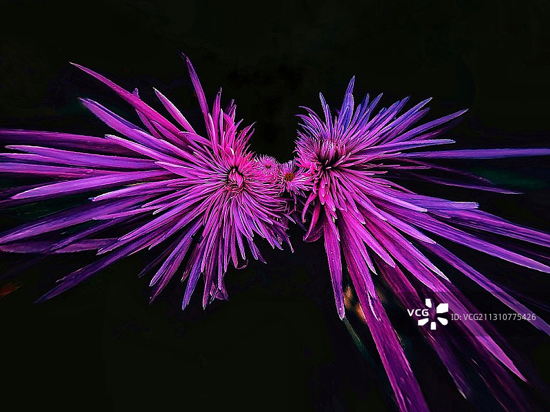 紫菊图片素材