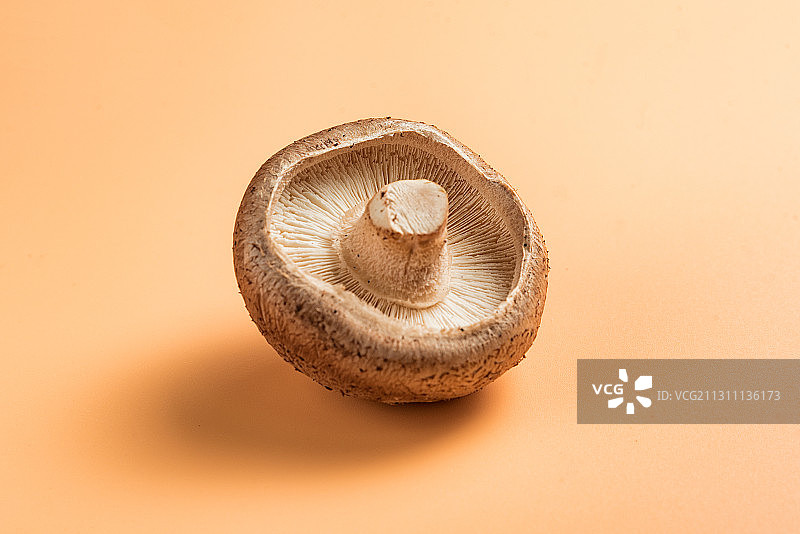 蘑菇图片素材