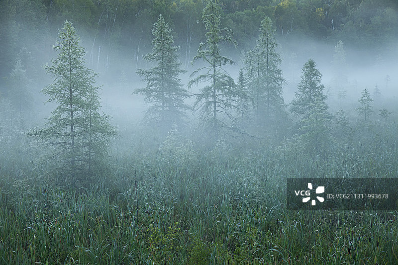 多雾天气时森林中的树木图片素材
