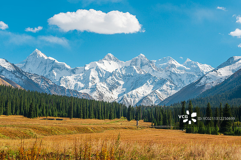 中国新疆天山山脉原始森林雪山风光图片素材