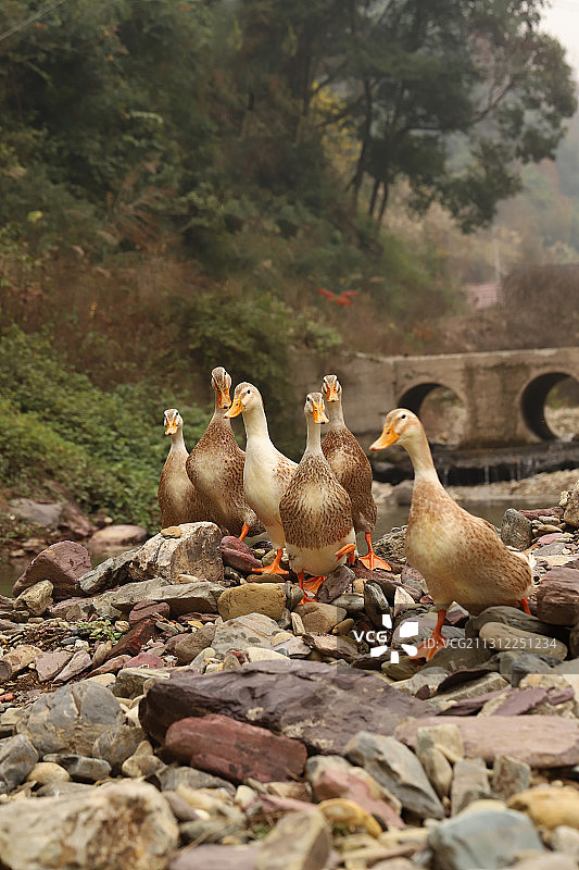 小溪里的鸭子图片素材