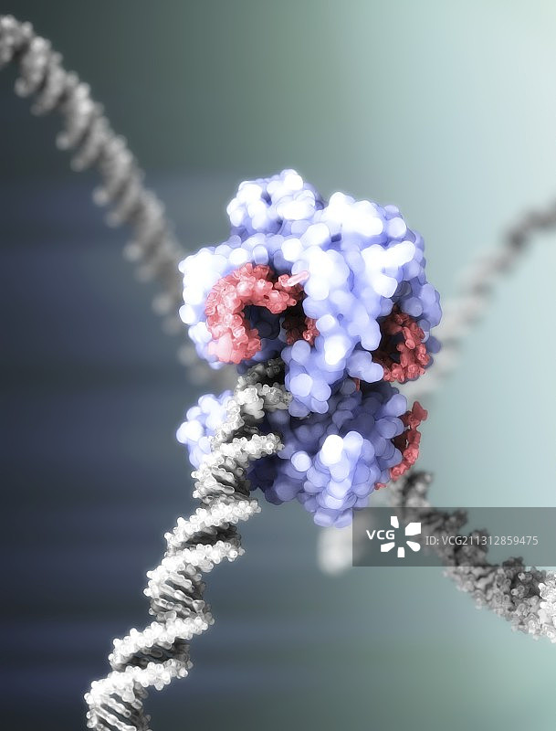 CRISPR-Cas9基因编辑复合物，说明图片素材