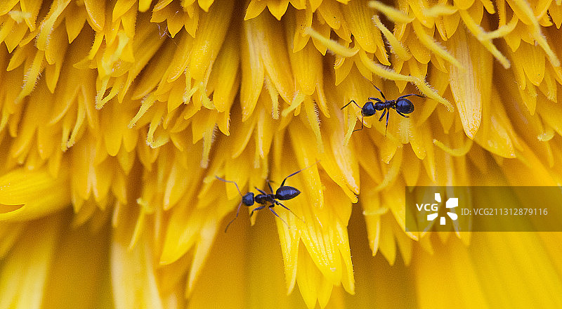 花朵上的两只蚂蚁图片素材