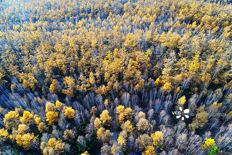 航拍大兴安岭深秋的松桦混交林图片素材