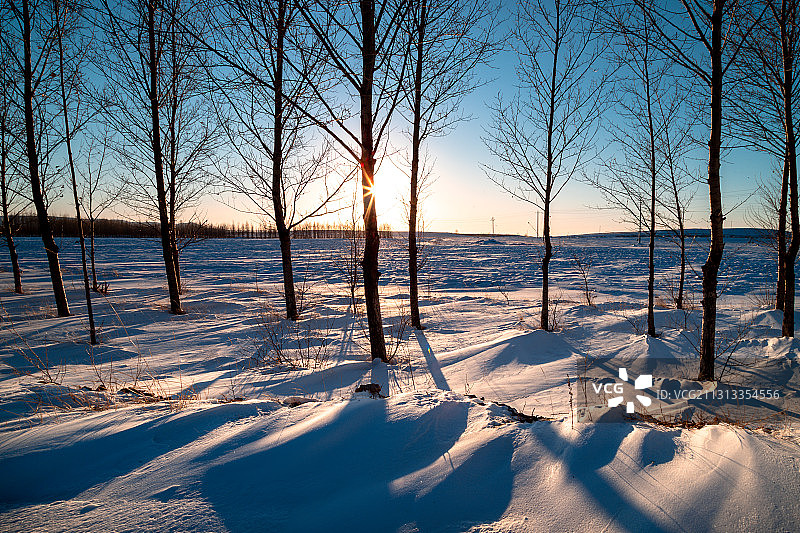 树林积雪阳光图片素材