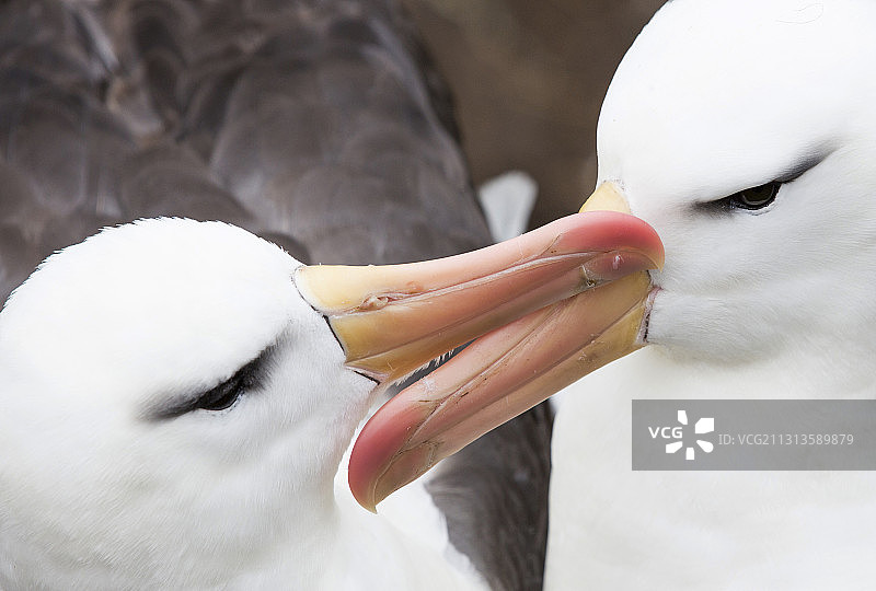 在福克兰群岛的西点岛上，一对黑眉信天翁在筑巢，以加强这对信天翁的联系图片素材