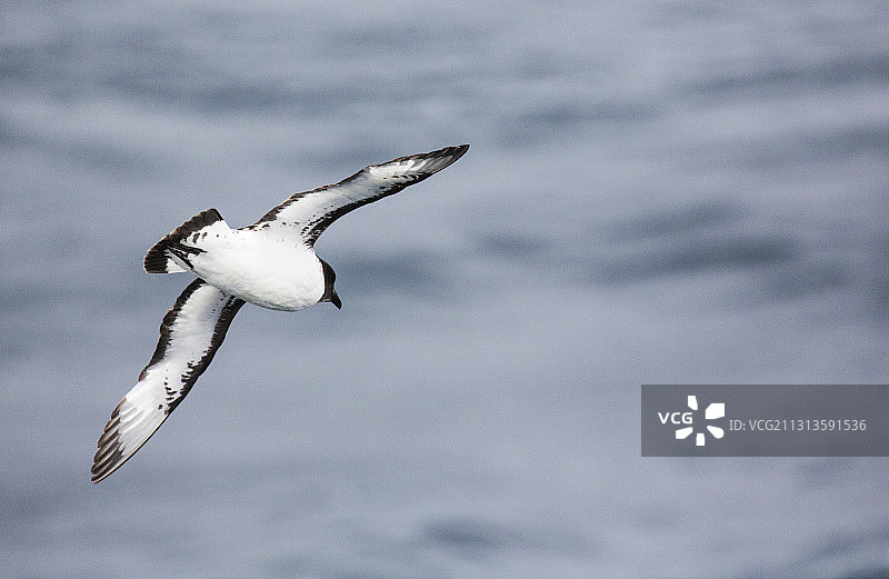 一只在德雷克海峡飞行的海角海燕，亚南极。图片素材