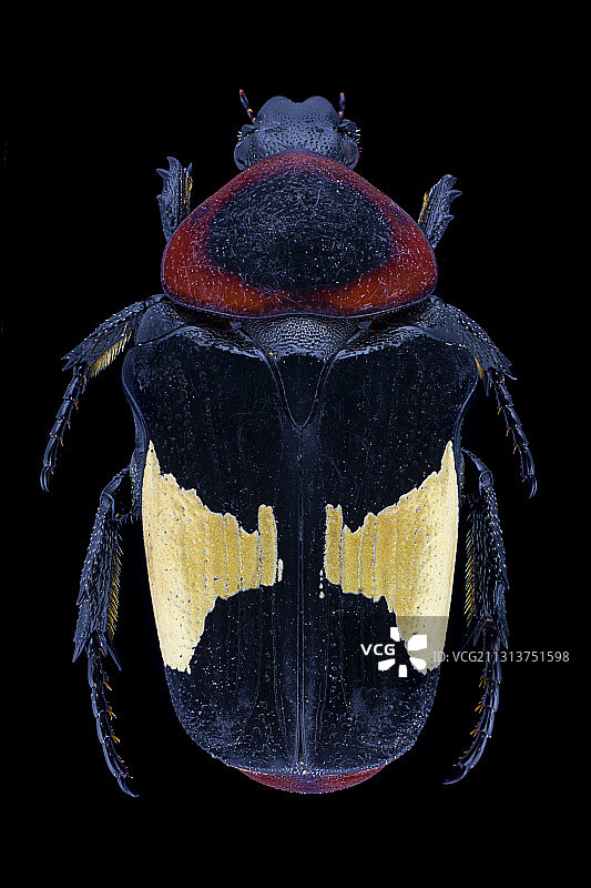 昆虫  标本  色彩  甲虫图片素材
