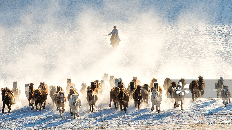 乌兰布统冬季牧马图片素材