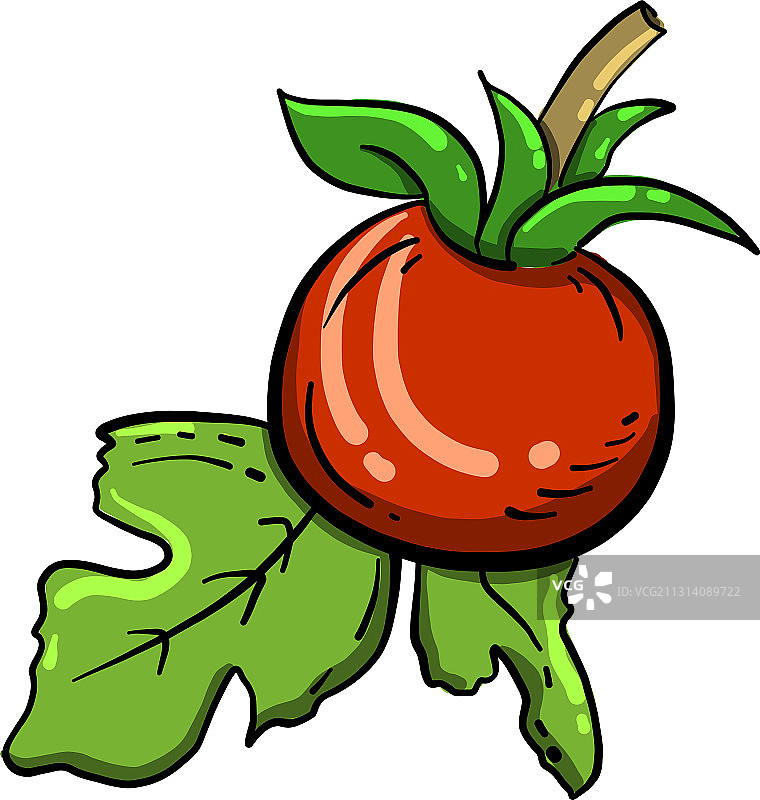 白色背景上的红色番茄图片素材