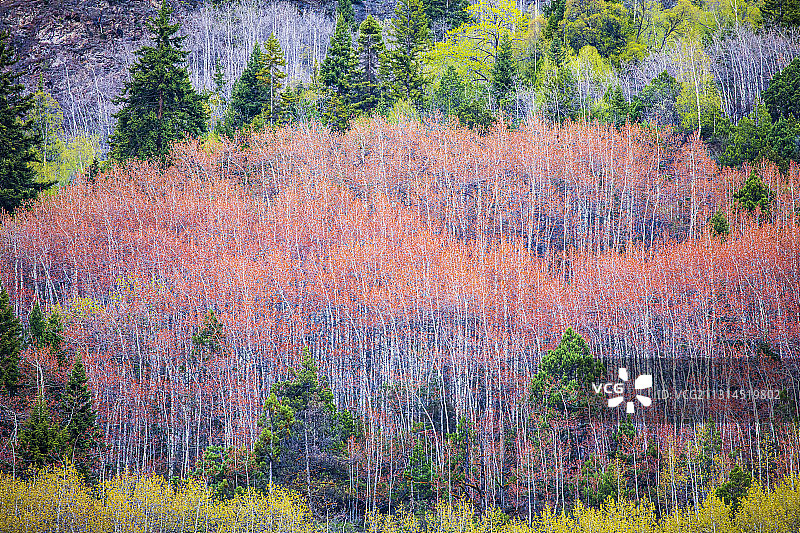 西藏林芝，米堆冰川景区，山坡上的白桦树，颜色多样图片素材