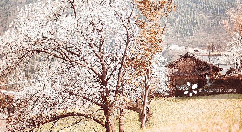 樱花开遍山谷图片素材