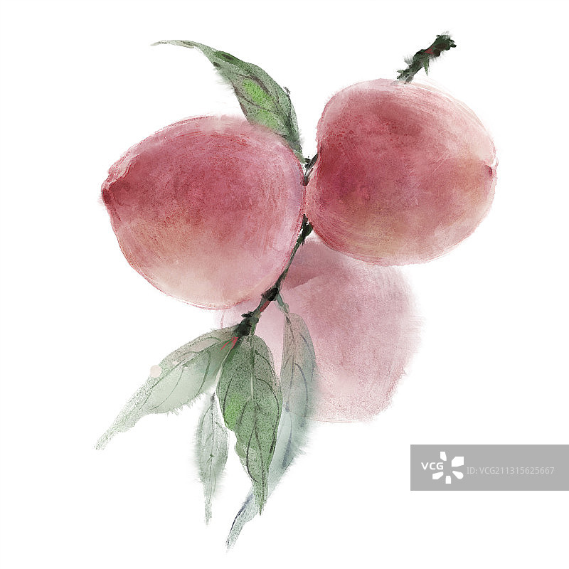 中国风古风水墨写意水果插画 白底——桃子图片素材