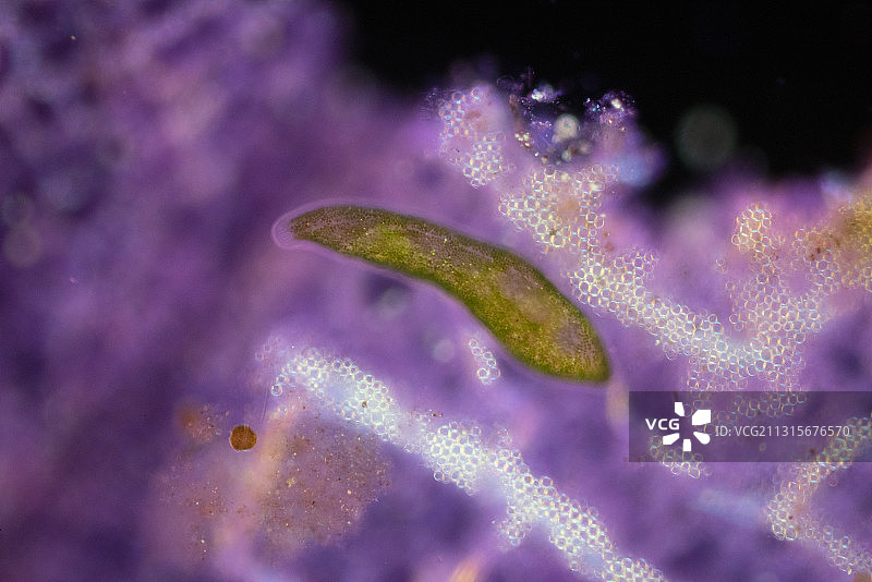 扁虫(Typhloplana sp.)，暗场偏振光显微镜图片素材
