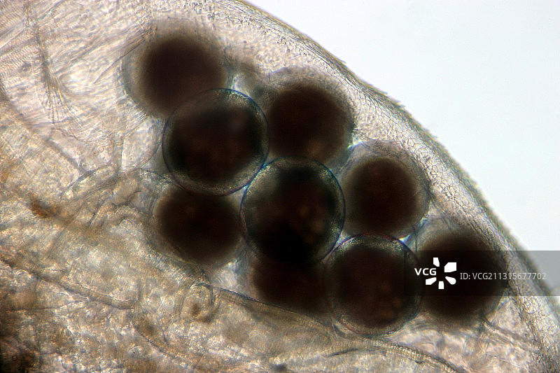 水蚤(Daphnia magna)卵图片素材