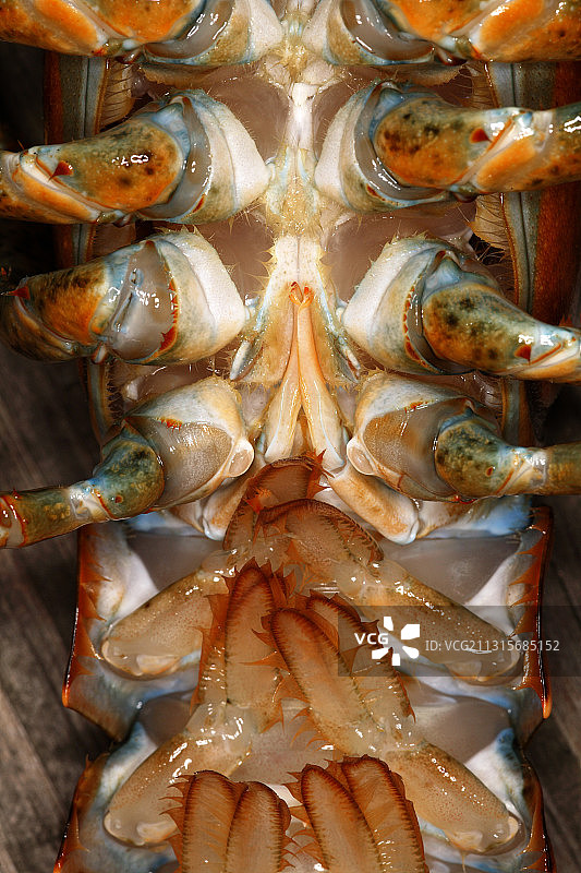 龙虾男性性器官图片素材