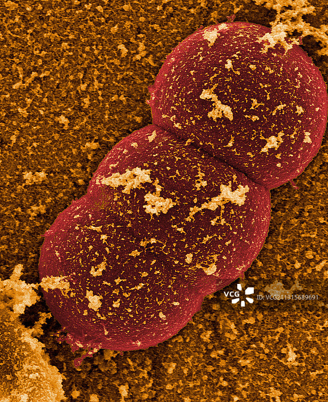 金黄色葡萄球菌图片素材