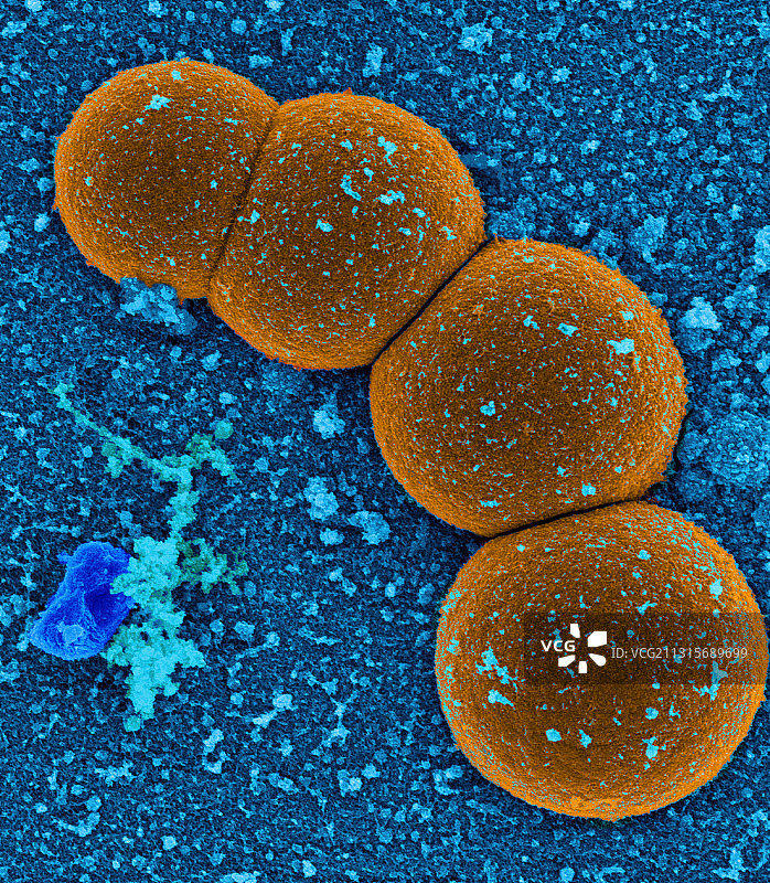 细菌，金黄色葡萄球菌，扫描电镜图片素材
