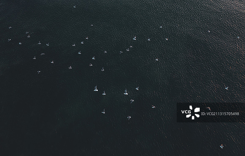 航拍海面上飞行的海鸥群图片素材