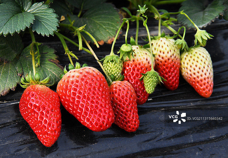 山东枣庄山亭区温室大棚红红的草莓果实图片素材