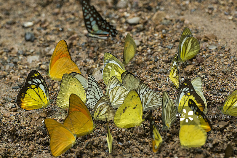 蝴蝶在植物上的特写图片素材