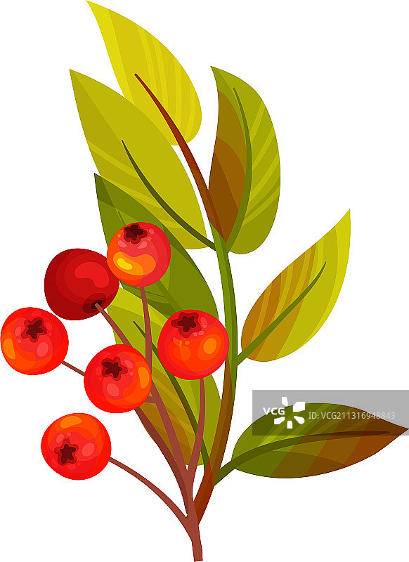 红色花楸果挂在羽状枝上图片素材