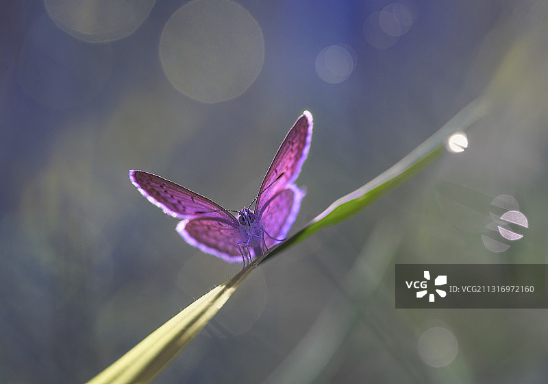 印尼，紫色湿花的特写图片素材