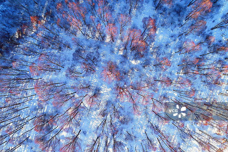 林海雪原红柳树林图片素材