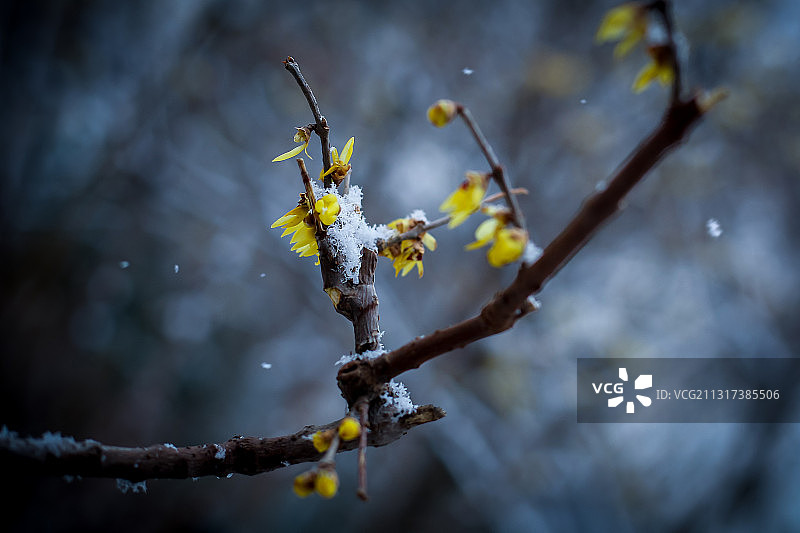 春雪中的黄色腊梅花图片素材