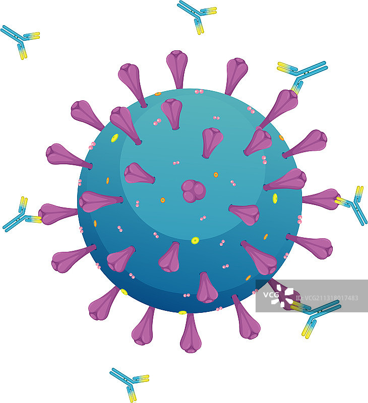白色背景上的冠状病毒结构图片素材