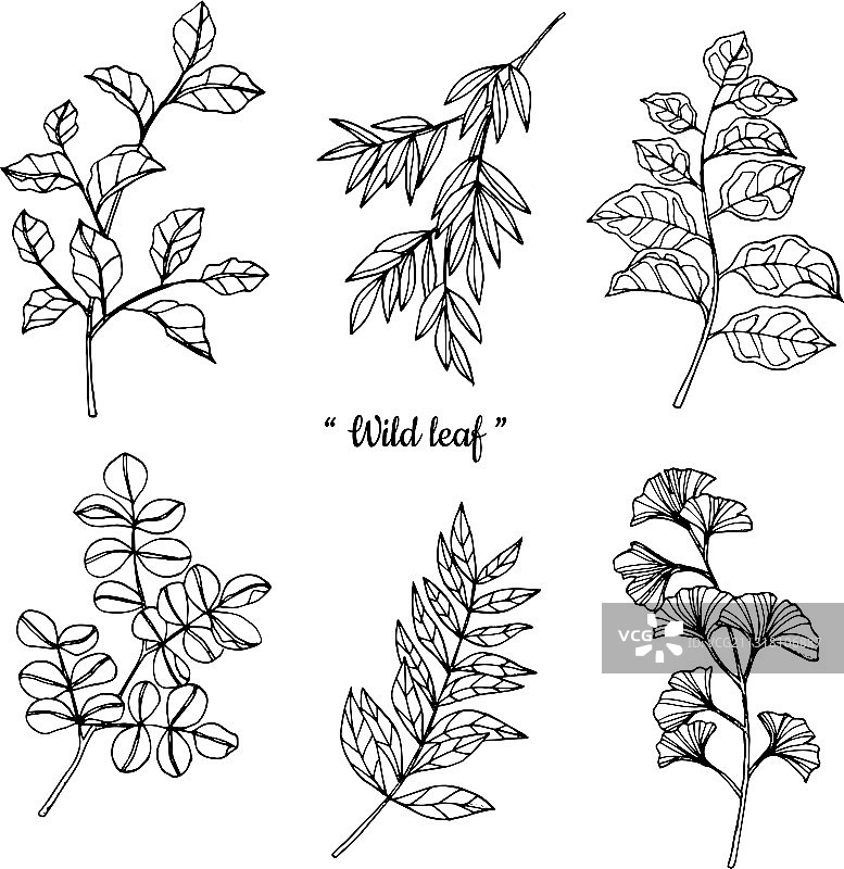 手绘植物叶与线条艺术图片素材