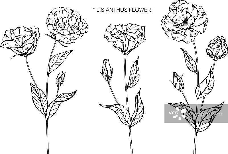 鸢尾花的花和叶手绘植物图片素材