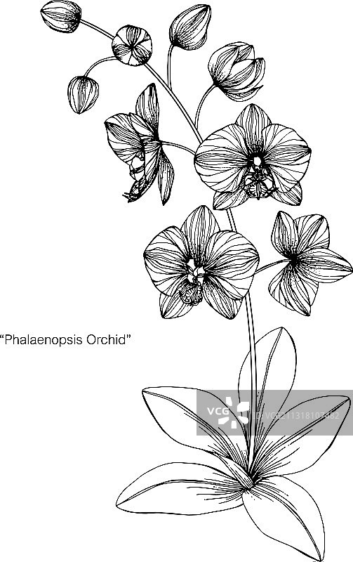兰花花和叶手绘植物图片素材