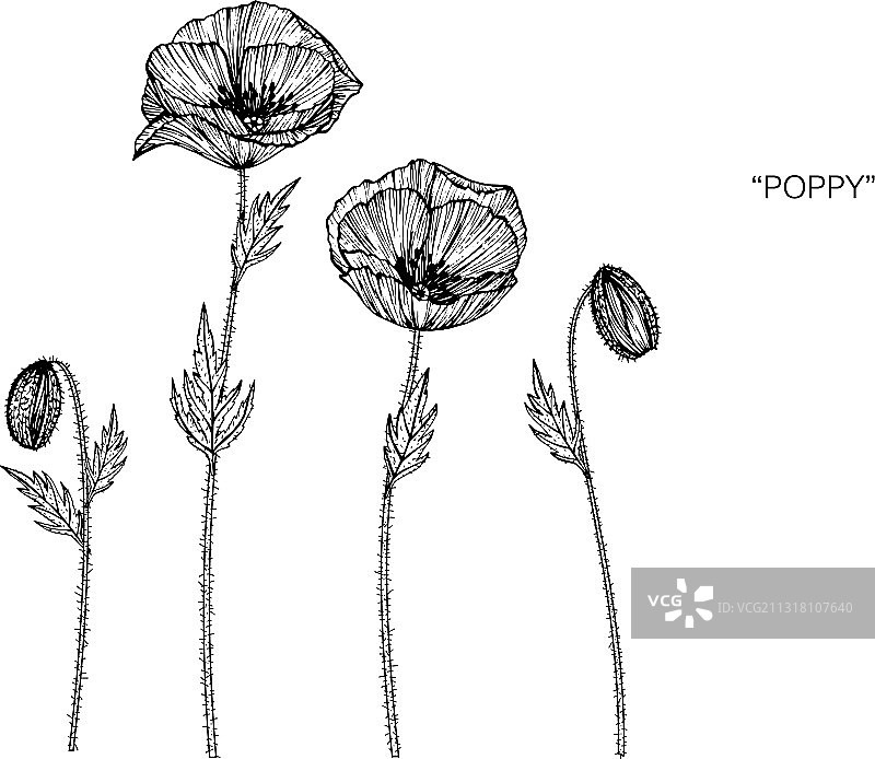 罂粟花和罂粟叶手绘植物图片素材