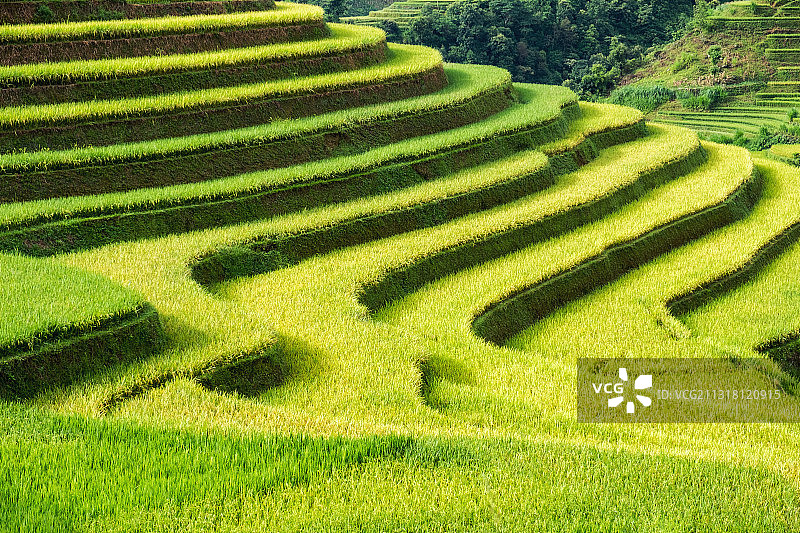 越南北部稻田的风景图片素材