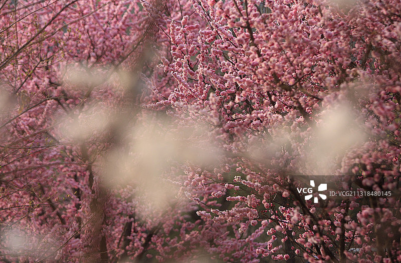 春天里盛开着的榆叶梅图片素材