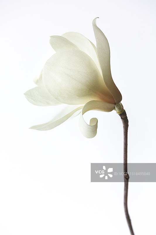 白色的玉兰花图片素材