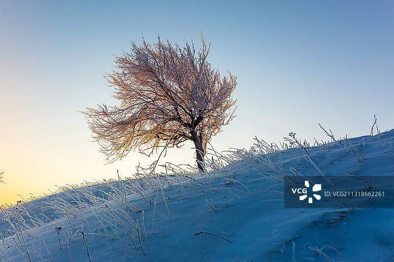 冬季清晨被阳光照亮的凝结着晶莹雾淞的树图片素材