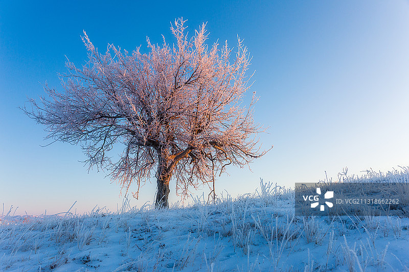 冬季清晨被阳光照亮的凝结着晶莹雾淞的树图片素材