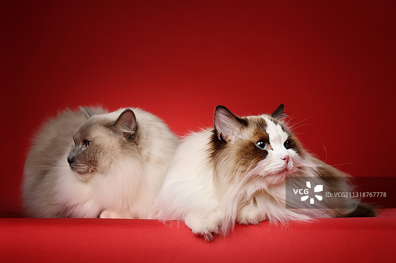 纯色背景下的两只猫图片素材