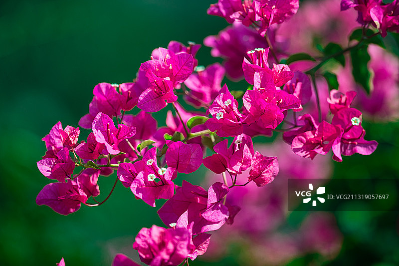海南三角梅三亚市花植物花卉超清大图背景素材图片素材