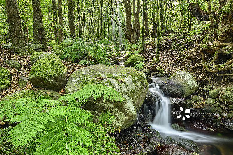 小溪流经森林，云森林，巴兰科德尔塞德罗，埃尔塞德罗，加拉约内国家公园，戈梅拉，加那利群岛，加那利斯，西班牙图片素材