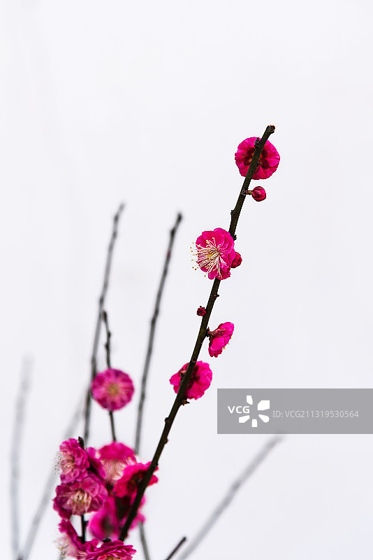 武汉东湖梅园的梅花盛开图片素材
